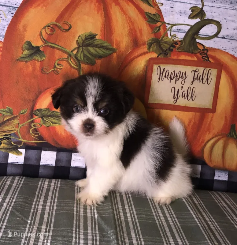 Ziggy – Pomeranian, Shih Tzu puppy for sale in Republic, MO