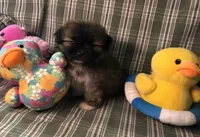 Patty’s Boy, a male Shiranian for sale in Republic, MO – 10 of 10