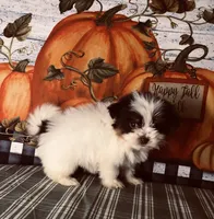 Scotty , a male Pomeranian and Shih Tzu for sale in Republic, MO – 5 of 7