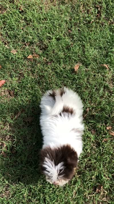 Spot, a male Pomeranian and Shih Tzu for sale in Republic, MO – 10 of 10