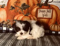 Scotty , a male Pomeranian and Shih Tzu for sale in Republic, MO – 3 of 7