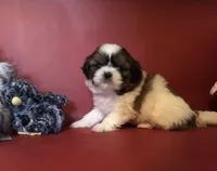 Sandy, a female Shih Tzu for sale in Republic, MO – 3 of 4