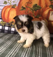 Pepper , a female Pomeranian and Shih Tzu for sale in Republic, MO – 3 of 8