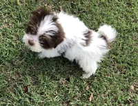 Spot, a male Shiranian for sale in Republic, MO – 7 of 9