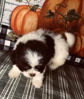 Bandit, a male Shiranian for sale in Republic, MO – 5 of 7