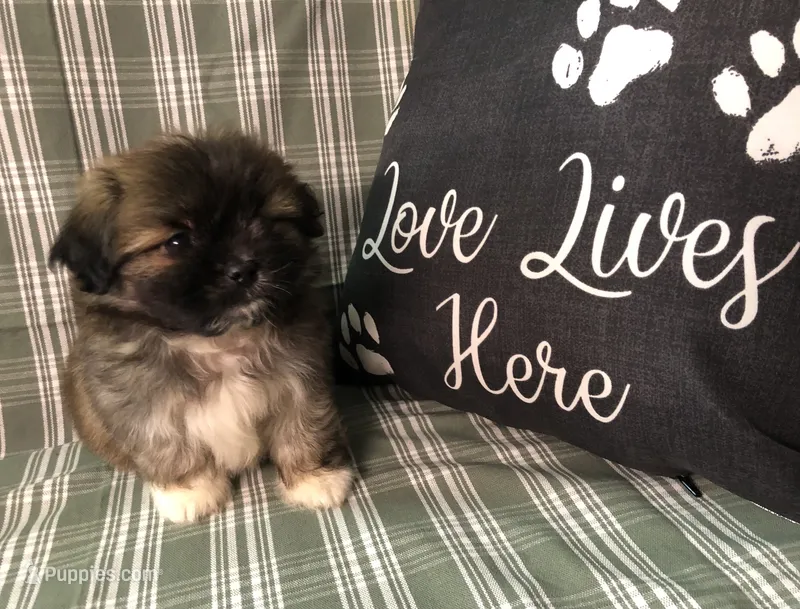Patty’s Boy – Shiranian puppy for sale in Republic, MO