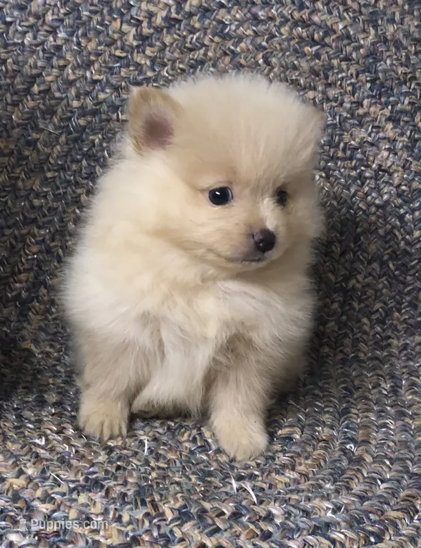 Sandy  – Pomeranian puppy for sale in Republic, MO