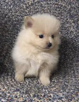Sandy , a female Pomeranian for sale in Republic, MO – 3 of 9