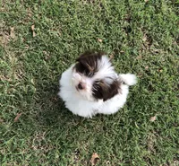 Spot, a male Pomeranian and Shih Tzu for sale in Republic, MO – 5 of 10