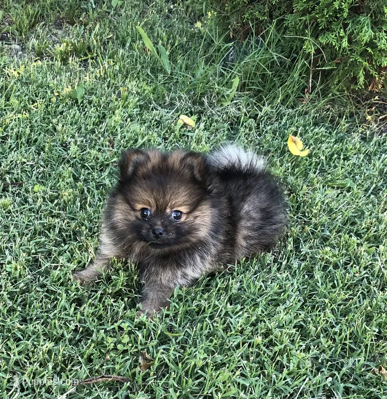 Smokie  – Pomeranian puppy for sale in Republic, MO