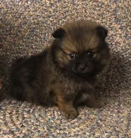 Smokie , a male Pomeranian for sale in Republic, MO – 8 of 9