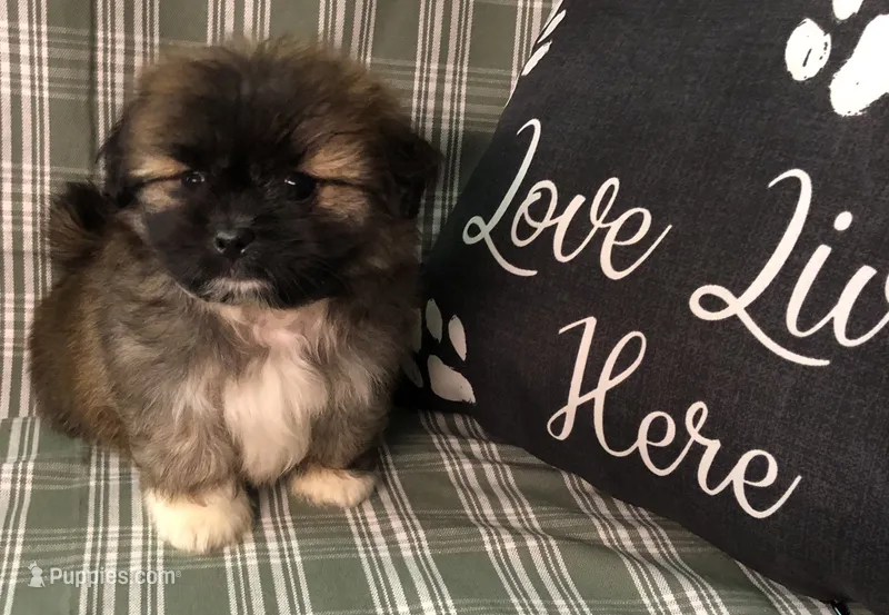 Patty’s Boy – Pomeranian, Shih Tzu puppy for sale in Republic, MO