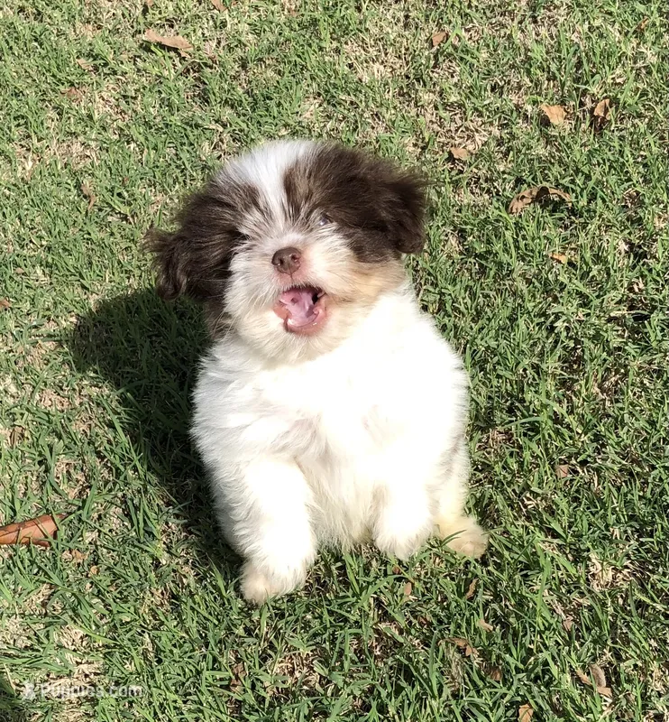 Sammy  – Shiranian puppy for sale in Republic, MO