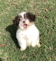 Sammy , a male Shiranian for sale in Republic, MO – 1 of 7