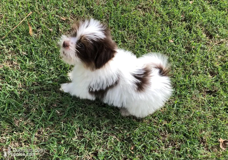 Sammy – Pomeranian, Shih Tzu puppy for sale in Republic, MO