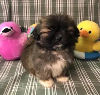 Patty’s Boy, a male Shiranian for sale in Republic, MO – 2 of 10