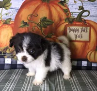 Ziggy, a male Pomeranian and Shih Tzu for sale in Republic, MO – 9 of 9
