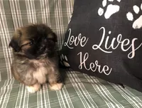Patty’s Boy, a male Pomeranian and Shih Tzu for sale in Republic, MO – 1 of 10