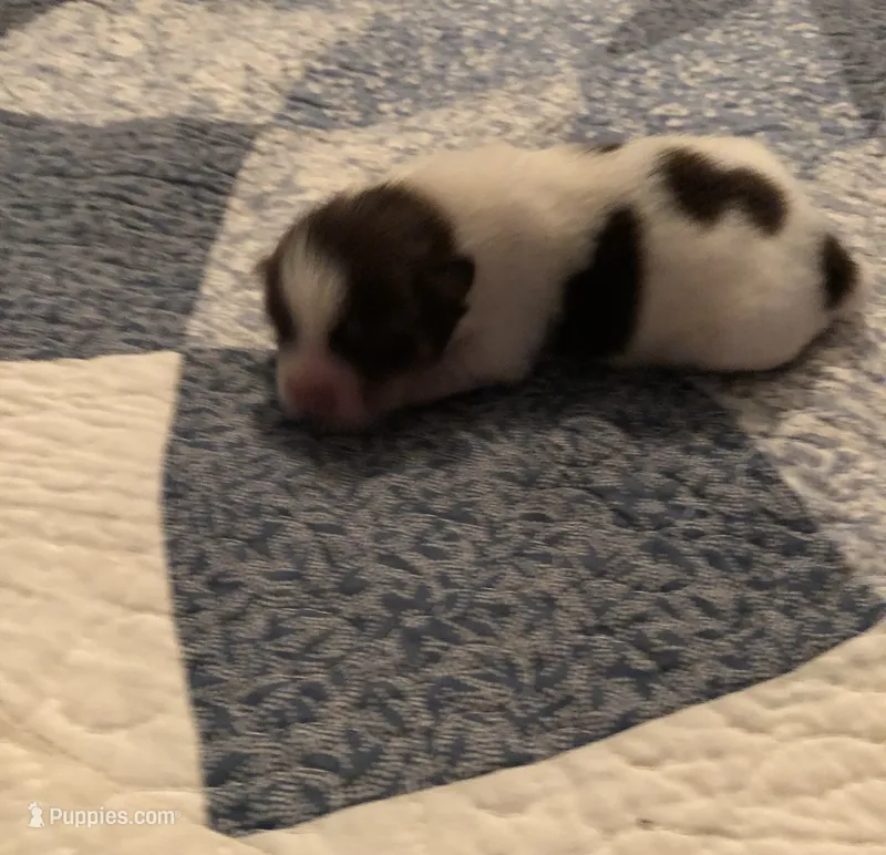 Bandit – Pomeranian, Shih Tzu puppy for sale in Republic, MO