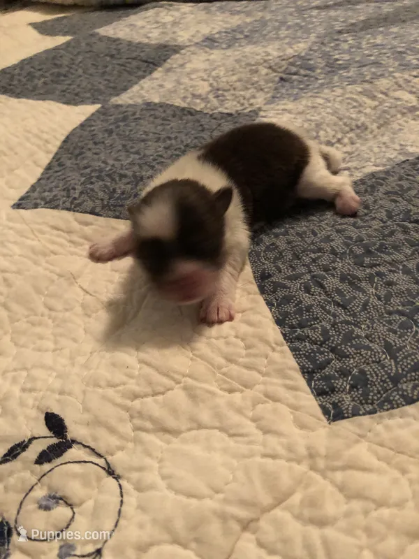 Toby – Pomeranian, Shih Tzu puppy for sale in Republic, MO