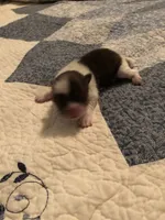 Toby, a male Pomeranian and Shih Tzu for sale in Republic, MO – 1 of 4