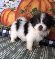 Ziggy, a male Pomeranian and Shih Tzu for sale in Republic, MO – 6 of 9