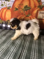 Pepper , a female Pomeranian and Shih Tzu for sale in Republic, MO – 5 of 8