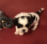 Danny , a male Shih Tzu for sale in Republic, MO – 7 of 7
