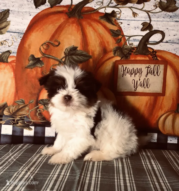 Scotty  – Pomeranian, Shih Tzu puppy for sale in Republic, MO