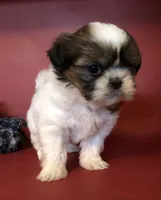 Sandy, a female Shih Tzu for sale in Republic, MO – 2 of 4