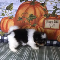 Toby, a male Shiranian for sale in Republic, MO – 7 of 7
