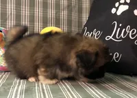 Patty’s Boy, a male Pomeranian and Shih Tzu for sale in Republic, MO – 9 of 10