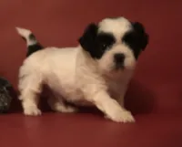 Danny , a male Shih Tzu for sale in Republic, MO – 1 of 7