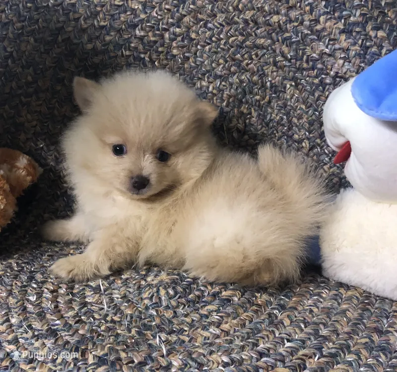 Sandy  – Pomeranian puppy for sale in Republic, MO