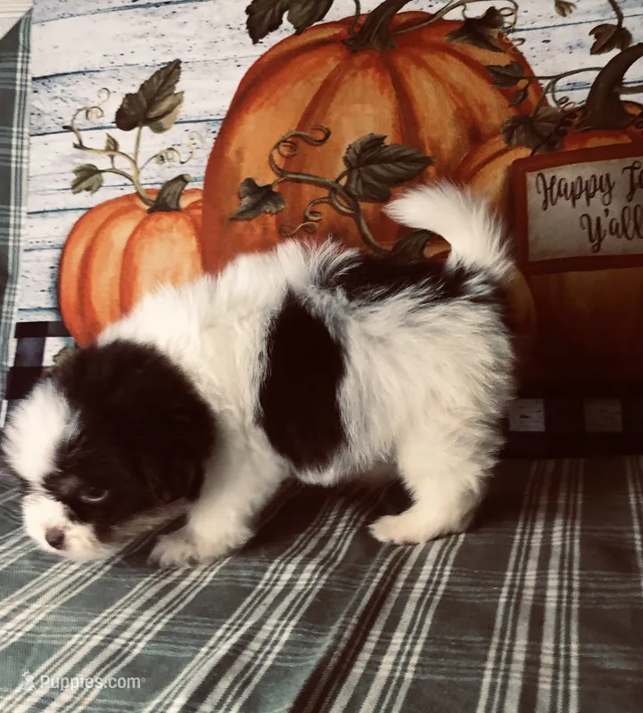 Bandit – Pomeranian, Shih Tzu puppy for sale in Republic, MO