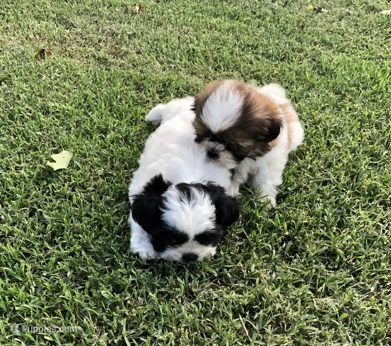 Sandy – Shih Tzu puppy for sale in Republic, MO