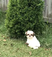 Rory , a female Shih Tzu for sale in Republic, MO – 3 of 4
