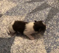 Toby, a male Shiranian for sale in Republic, MO – 4 of 4