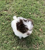 Spot, a male Shiranian for sale in Republic, MO – 4 of 9