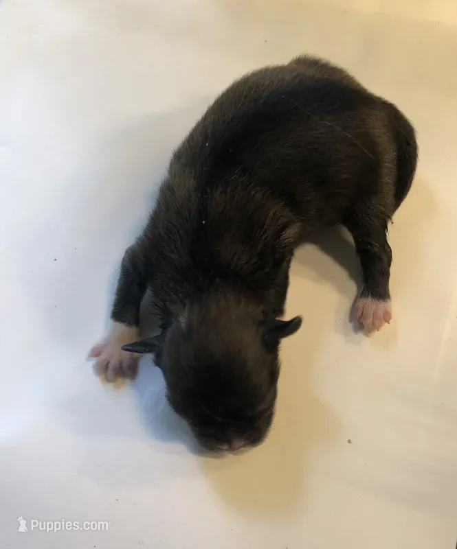 Patty’s Boy – Pomeranian, Shih Tzu puppy for sale in Republic, MO