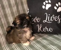 Patty’s Boy, a male Pomeranian and Shih Tzu for sale in Republic, MO – 9 of 10
