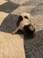 Pepper , a female Pomeranian and Shih Tzu for sale in Republic, MO – 3 of 3