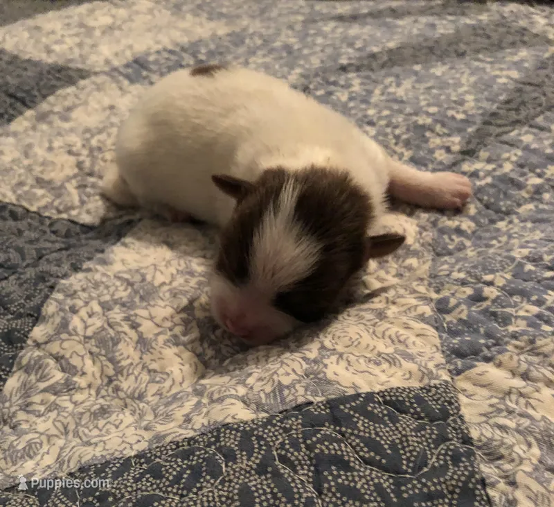 Luke  – Shiranian puppy for sale in Republic, MO