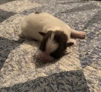 Luke , a male Shiranian for sale in Republic, MO – 1 of 3