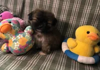 Patty’s Boy, a male Pomeranian and Shih Tzu for sale in Republic, MO – 4 of 10