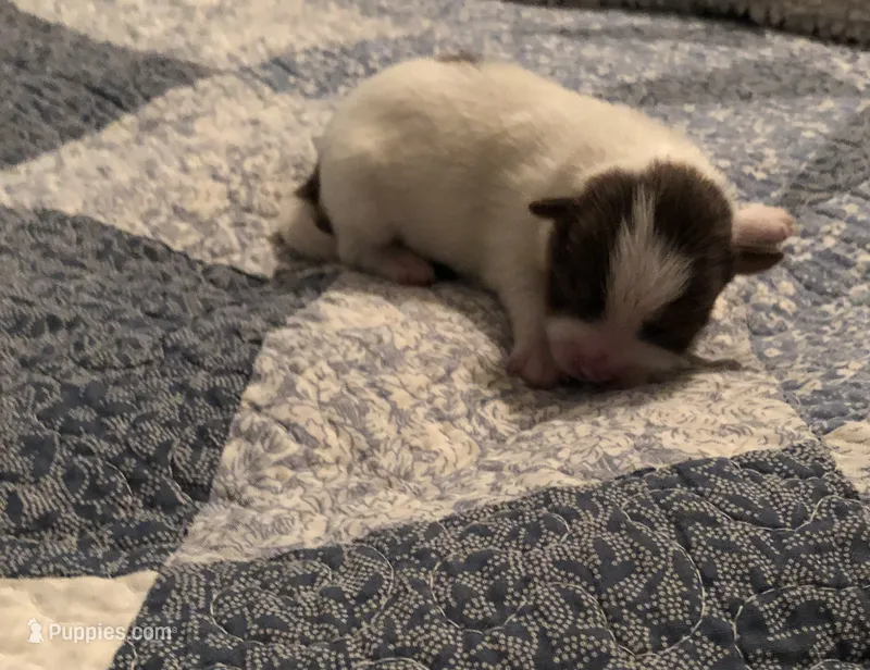 Luke – Pomeranian, Shih Tzu puppy for sale in Republic, MO
