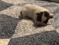 Luke, a male Pomeranian and Shih Tzu for sale in Republic, MO – 1 of 3