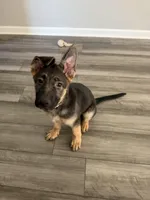 Padme, a female German Shepherd Dog for sale in Bethlehem, GA – Photo 2 of 4