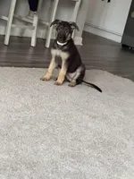 Padme, a female German Shepherd Dog for sale in Bethlehem, GA – Photo 4 of 4