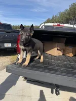 Maverick , a male German Shepherd Dog for sale in Bethlehem, GA – Photo 2 of 5